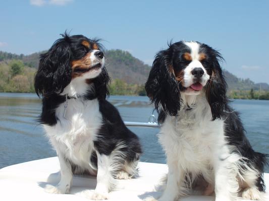Fun in the sun