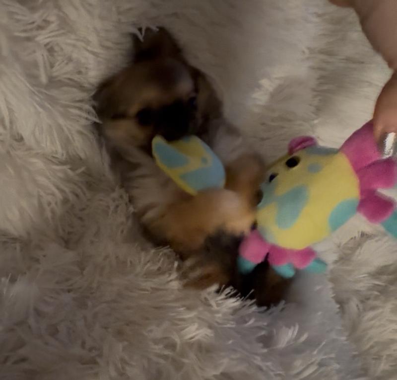 2 lbs chihuahua vs her crab