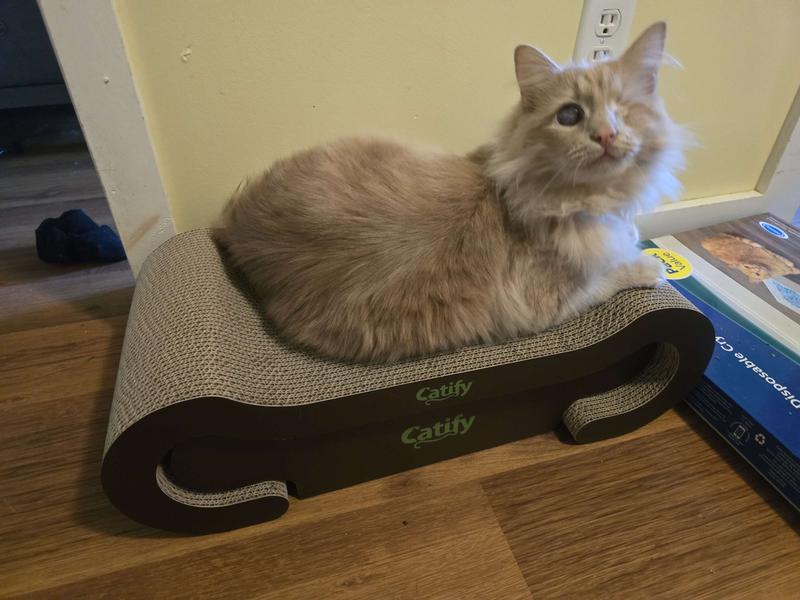 GKYZBB Cat Scatching Knife,Cadboad Handheld Cadboad