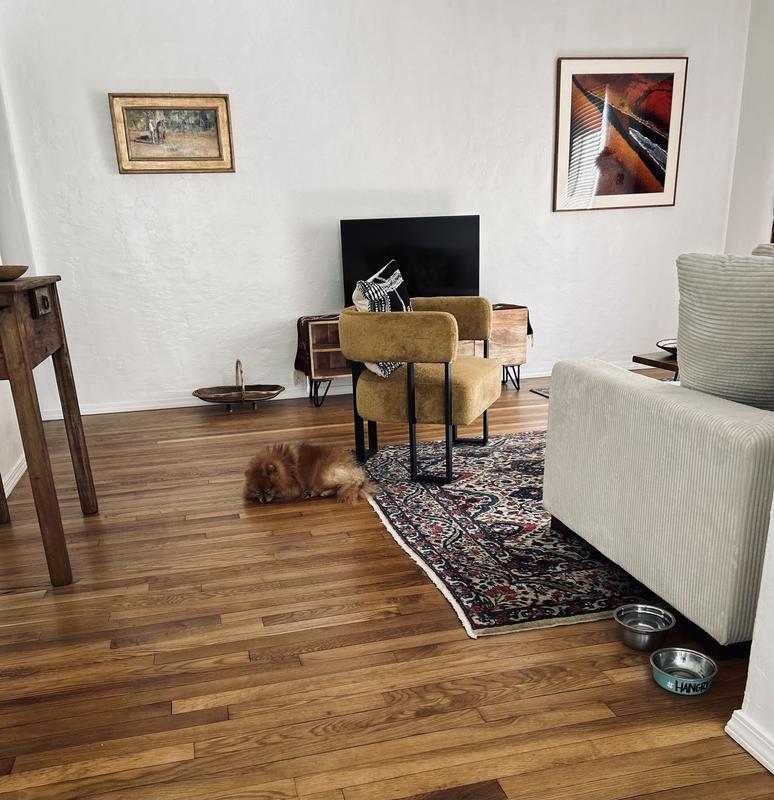 The way a Pom’s coat is supposed to look..,