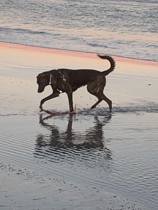 PATPET P680 Lightweight Remote Dog Training Collar, Black, 2 count