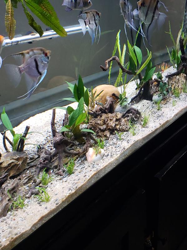 CaribSea Super Naturals Carolina Creek Aquarium Gravel