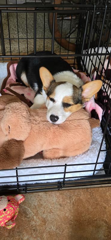 Resting after training with her snuggle dog❤️
