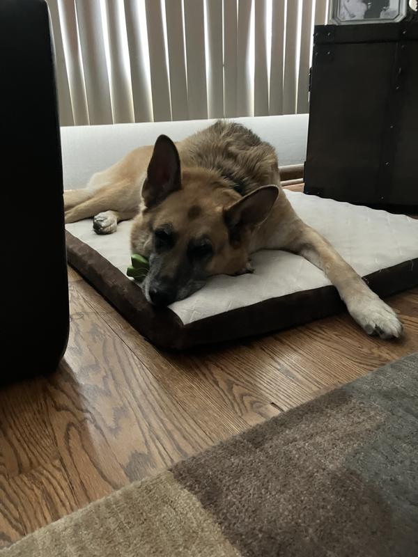 My Pup loves his new bed.