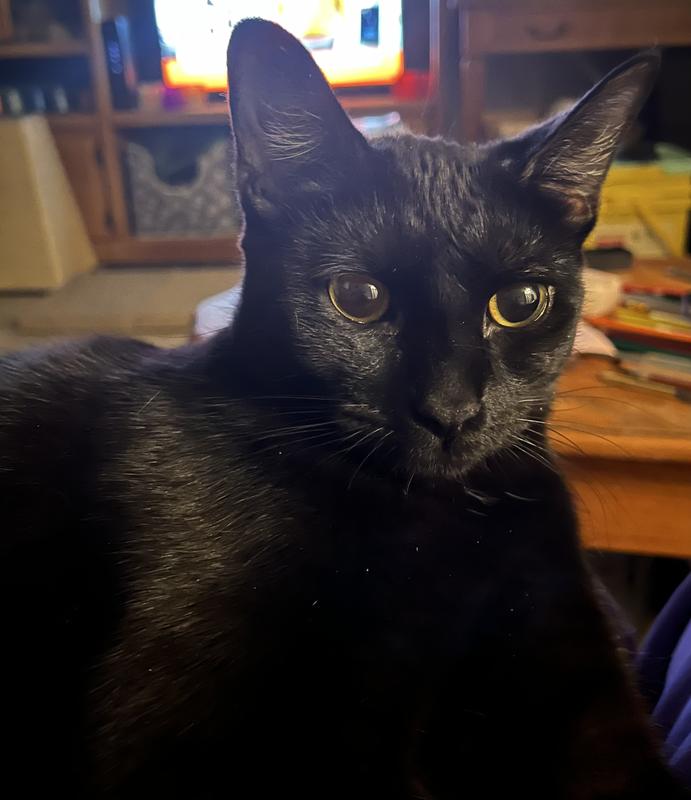 This is Gypsy her fur smells so good and shiny.