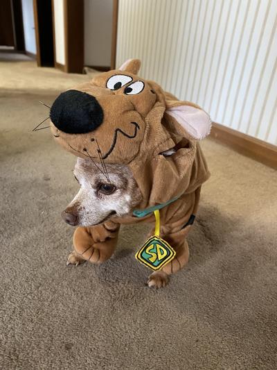 Scooby doo dog outlet outfit