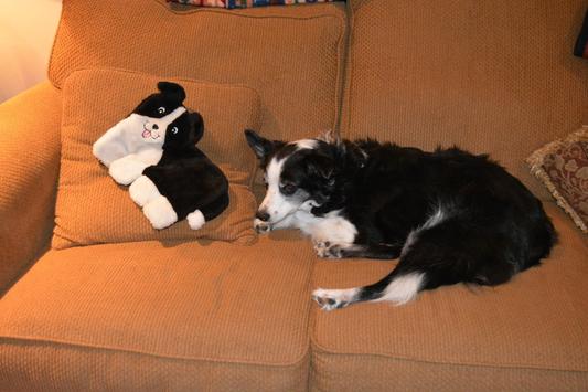 Border collie twins