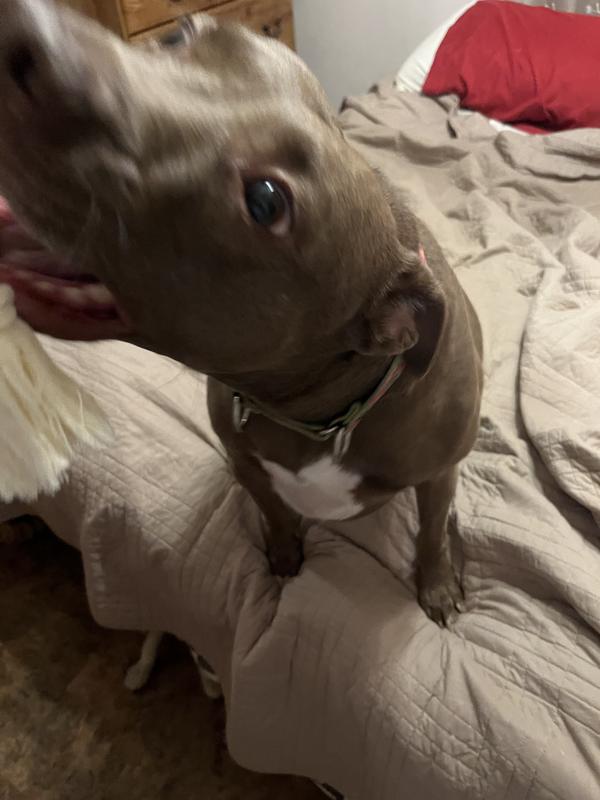 Loves her new Sloth toy.