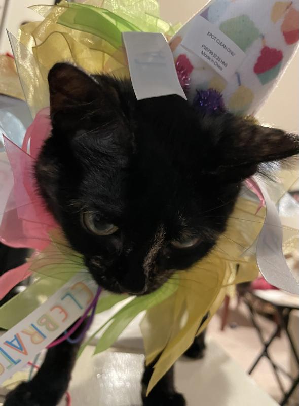FRISCO Cupcake Party Hat & Ruffle Collar Cat Birthday Accessory, One ...