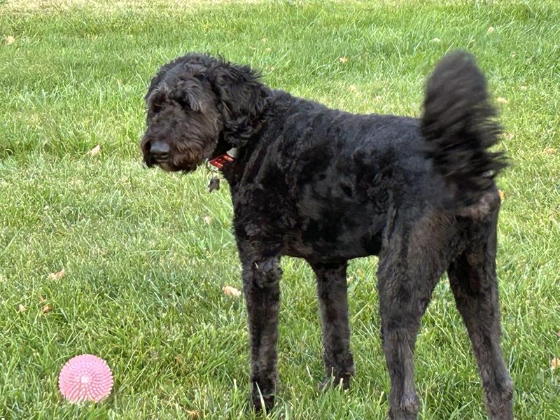 A rare no zoomie moment!