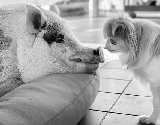 Senior doggy & young piggy-both vegetarian