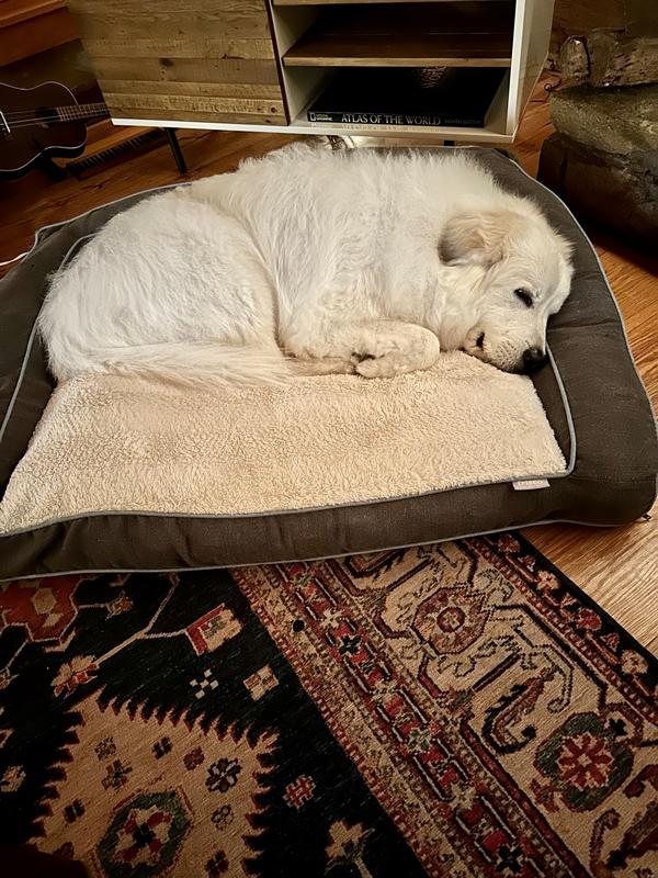 For XXL bed size reference: 100 lb Great Pyrenees (he loves it and fits fine)