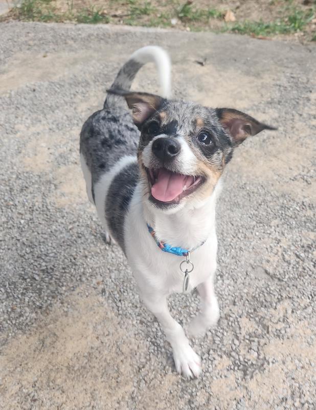 Tonka is a much happier boy when he's not itchy