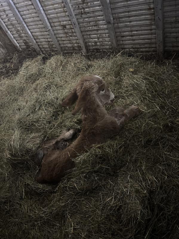 We’ve used it for horses, mules, and donkeys!