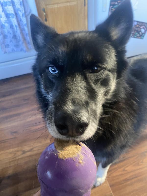 action shot of my dog enjoying a stuffed Kong