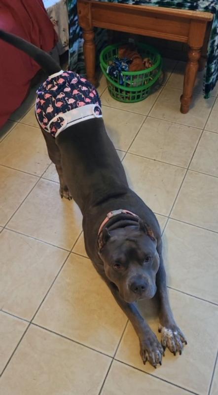 Extra the Rhinocepottomus in her pretty pittie panties!