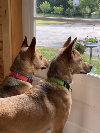 Happy dogs on squirrel watch