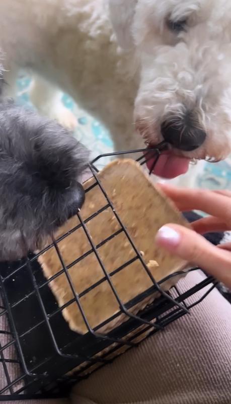 PINE TREE FARMS Never Melt Suet Peanut Cake Bird Food, 12-oz tray, 12