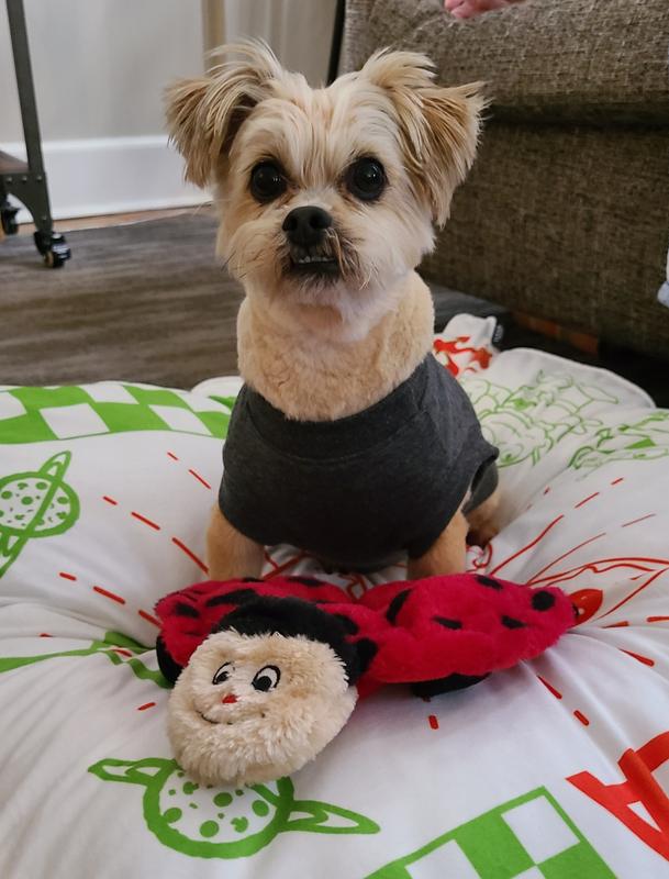 ZIPPYPAWS Squeakie Crawler Betsey the Ladybug Dog Toy - Chewy.com