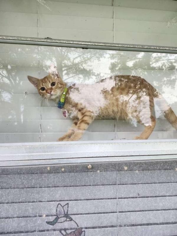 Orange kitten wearing collar standing in window