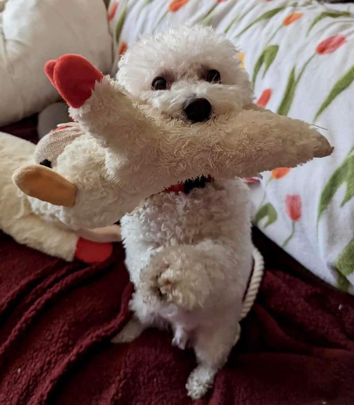 Hachi is holding Lambchop in his mouth while begging for attention.