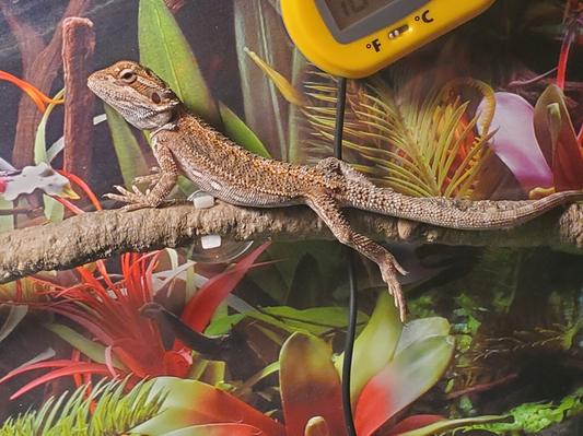 Troubleshooting Humidity Issues in Your Bearded Dragon's Tank - ABDRAGONS