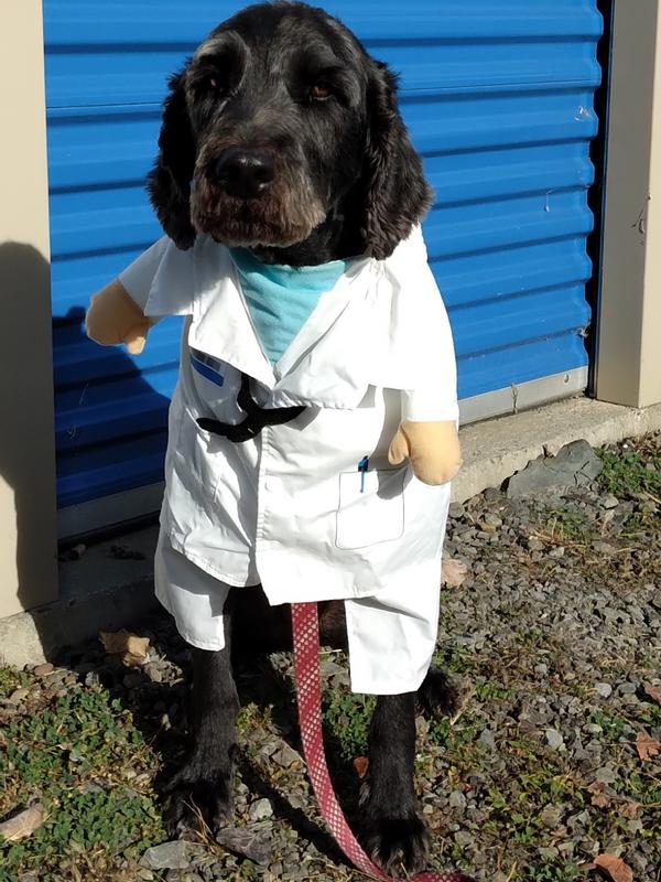 Large dog doctor costume best sale