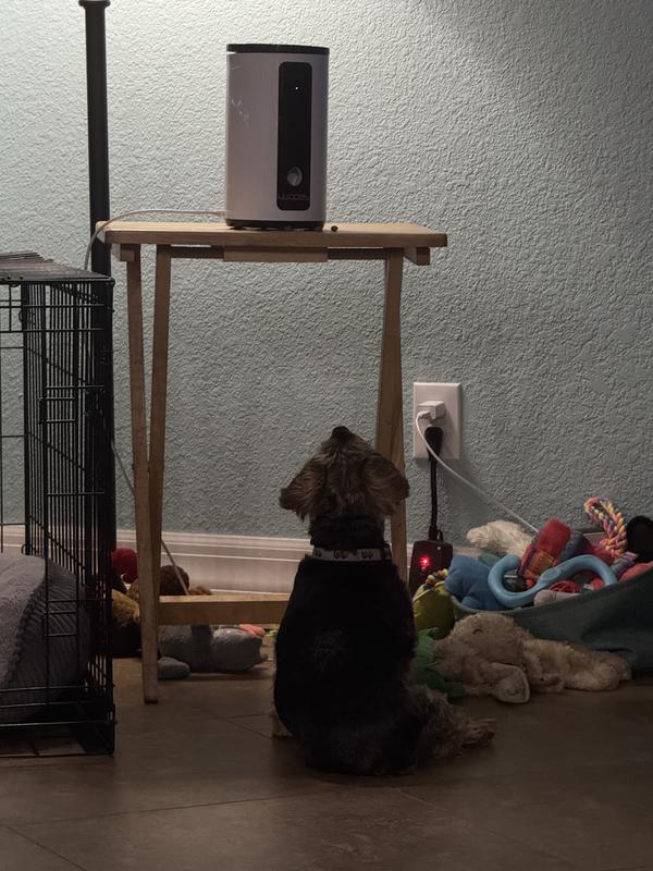 Waiting for my favorite treat