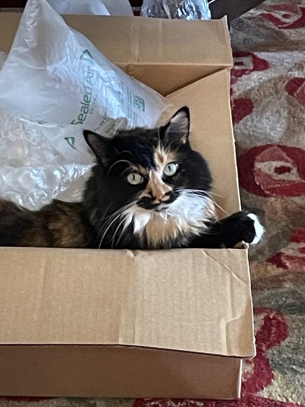 Lena in her favorite spot: *any* box!