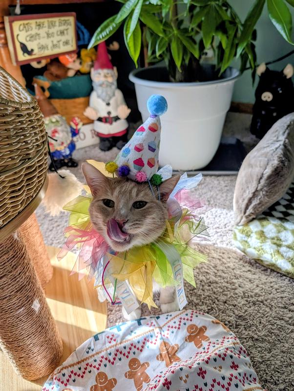 Tee in his hat and collar