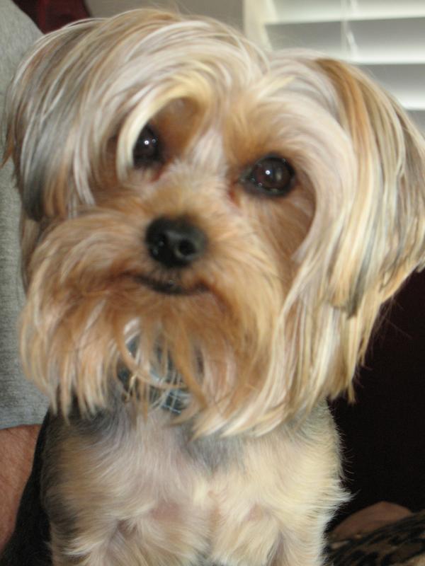 MR Presley all clean with Four Paws.