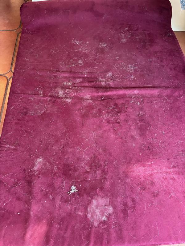 Shows every bit of dirt and slobber