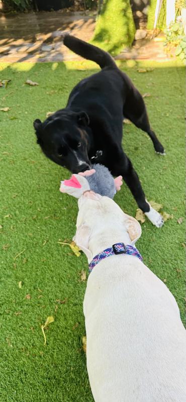 Wilder and Comet playing tug.