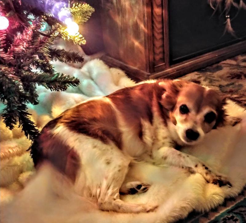 Happy 15th Christmas for Shakerah