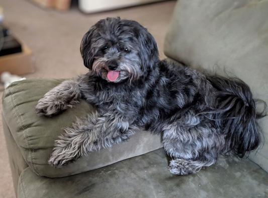 Smokey chilling out.