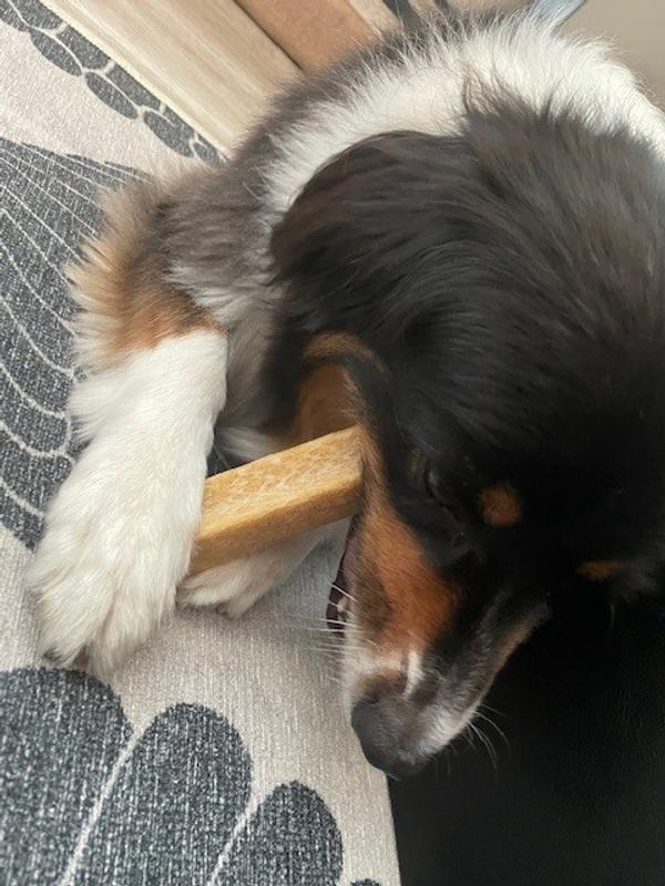 Starting to chomp on them.