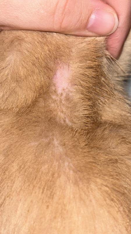 Nextstar burns off cat fur