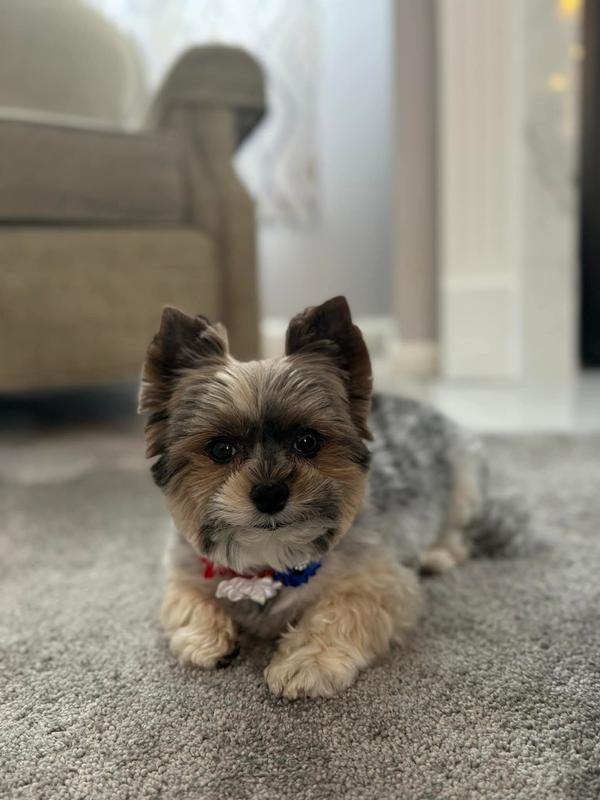 Our little diva Coco Chanel ♥️