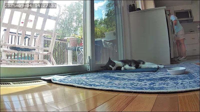 Nique sleeping in kitchen.