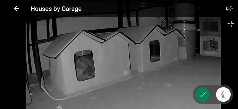 Looks like our first guest is a stray Maine Coon!