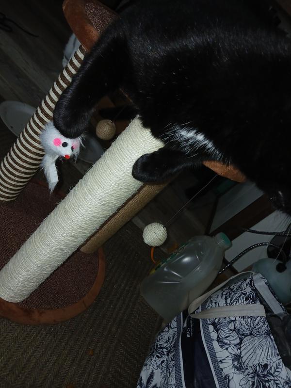 Nala on her new perch