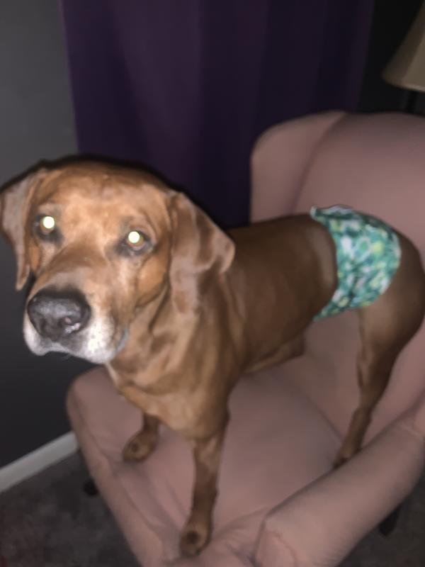 Tucker feeling handsome and secure in his belly band! While he poses for me to take this picture, begging for a treat!☺️
