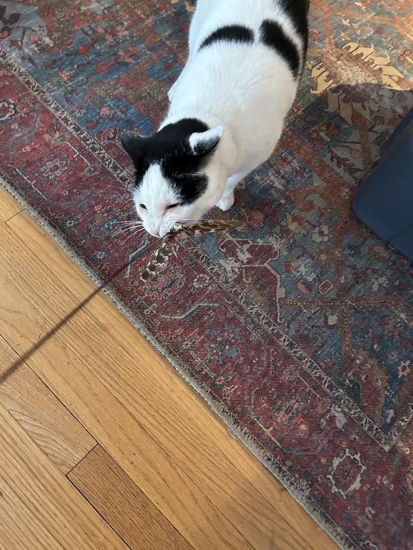 Kitty trying to carry the toy away and eat it