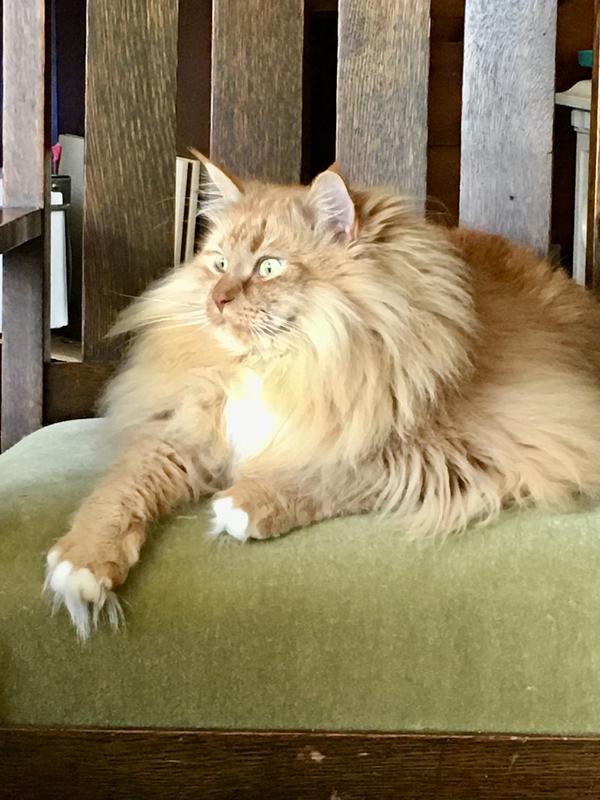 My big boy at his  optimal weight of 20 pounds