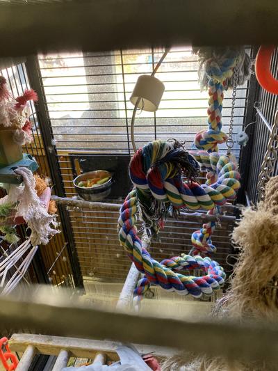 Bird Life Multicolored and Flexible Rope Perch – Create Fun, Colorful  Curves and Bends – Great for Small and Medium Bird 