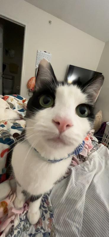 This is Sergio and here he is  harassing me to play