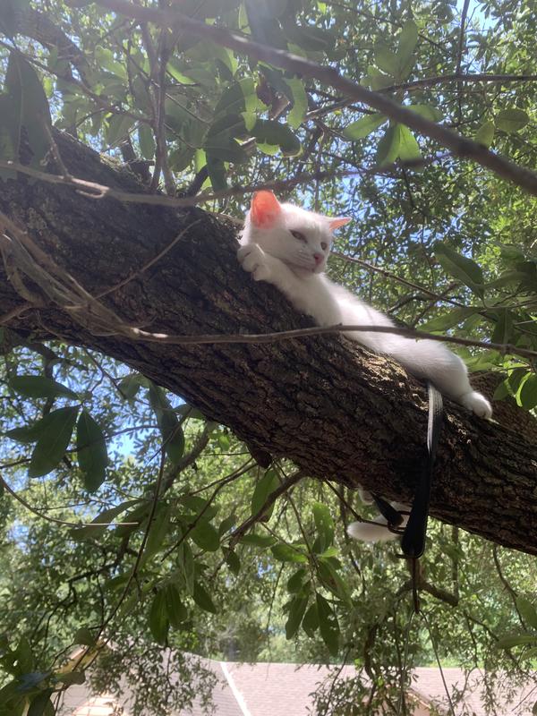Marshmallow, relaxing in the live oak tree 😊