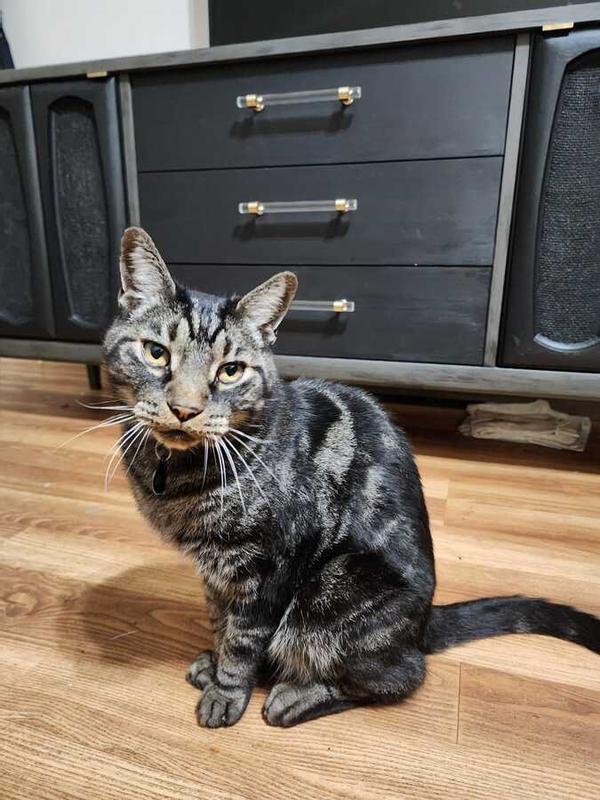 REVEAL Natural GrainFree Variety of Fish in Broth Flavored Wet Cat