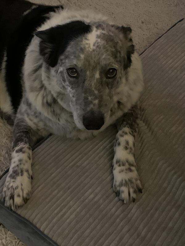 Cowboy, blue heeler border collie, almost 10