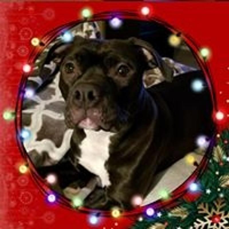 BLUE BUFFALO Life Protection Formula Large Breed Adult Lamb & Brown